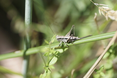 Nanodectes harpax