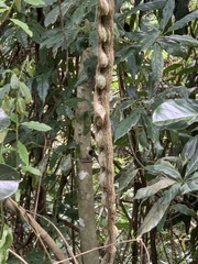 Schnella microstachya