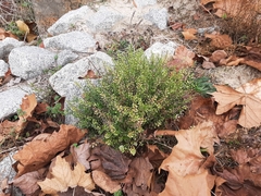 Lepidium virginicum virginicum