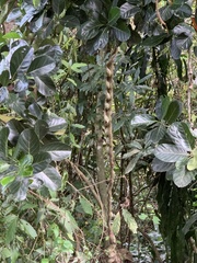 Schnella microstachya