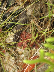 Drosera communis