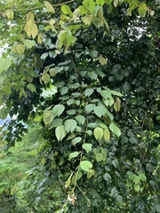 Schnella microstachya