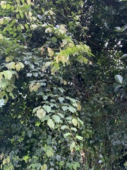 Schnella microstachya