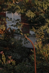 Pycnonotus leucogenys