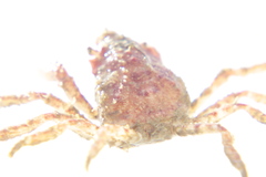 Hyas coarctatus