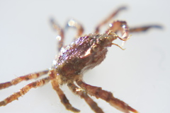 Hyas coarctatus
