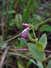 Spigelia heliotropioides