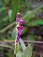Spigelia heliotropioides