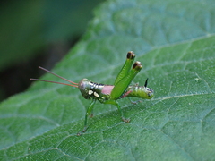 Tergoceracris cerropunta