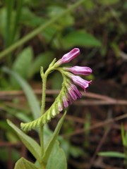 Spigelia heliotropioides