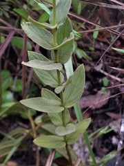 Spigelia heliotropioides