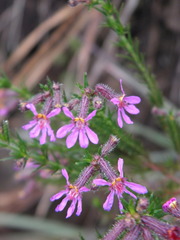Cuphea ericoides