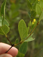 Heteropterys umbellata