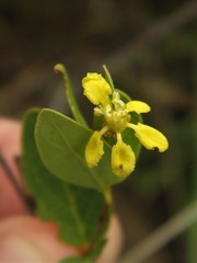 Heteropterys umbellata