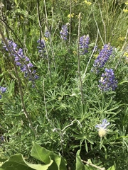 Lupinus sulphureus