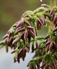Picea glauca