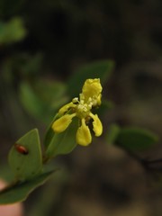 Heteropterys umbellata