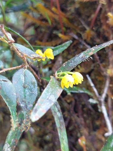 Image of Scaphyglottis Aurea (Scaphyglottis aurea) by (c) Daniel Mesa, some rights reserved (CC BY)