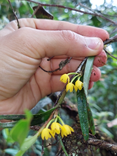 Image of Scaphyglottis Aurea (Scaphyglottis aurea) by (c) Daniel Mesa, some rights reserved (CC BY)