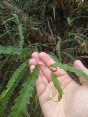 Grevillea longifolia