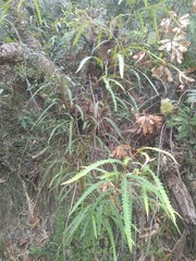 Grevillea longifolia