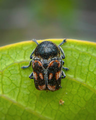 Mylassa crassicollis