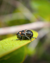 Mylassa crassicollis