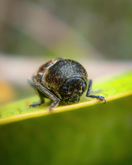 Mylassa crassicollis