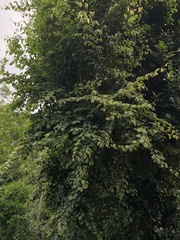 Schnella microstachya