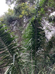 Attalea humilis