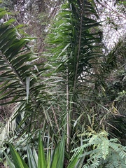 Attalea humilis