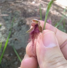 Calochilus gracillimus