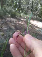 Calochilus gracillimus