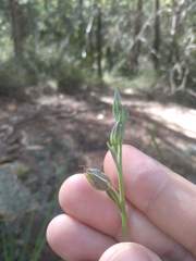 Calochilus gracillimus