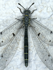 Bandidus canifrons