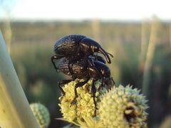 Heilipodus scabripennis