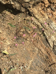 Stenotis asperuloides