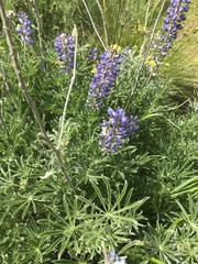 Lupinus sulphureus