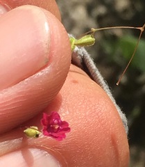Boerhavia gracillima