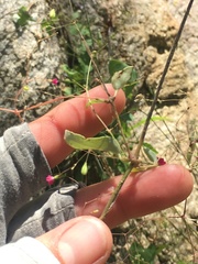 Boerhavia gracillima