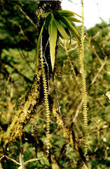 Oberonia falcata