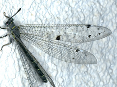 Bandidus canifrons