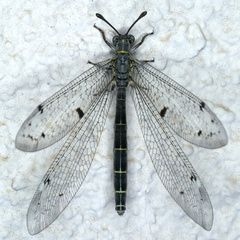 Bandidus canifrons