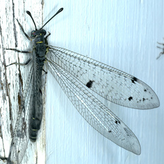 Bandidus canifrons