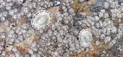 Clypidina notata