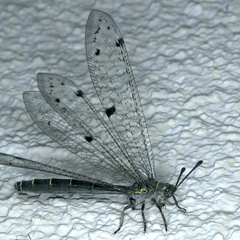 Bandidus canifrons