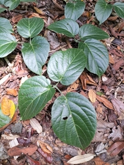 Native Grape (Cayratia saponaria)