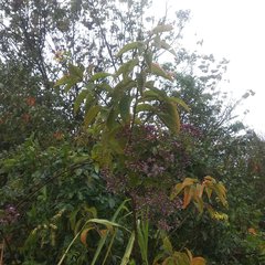 Vernonanthura oaxacana