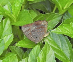 Arhopala madytus