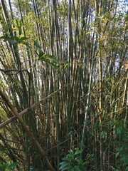 Bambusa dolichoclada